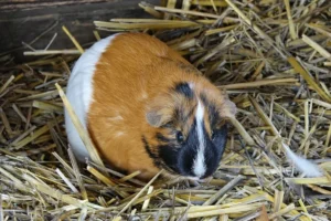 Guinea Pig on dry grass