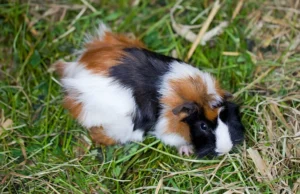 Guinea Pig on the grass outdoors