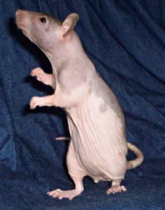Hairless rat