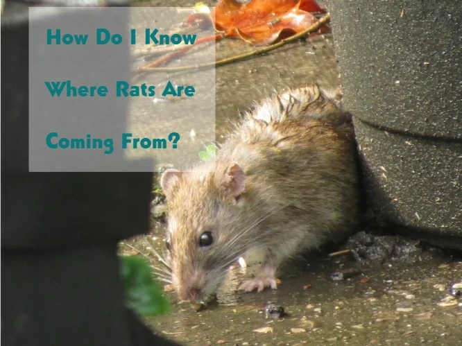 How Do I Know Where Rats Are Coming From?