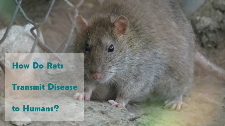 How Do Rats Transmit Disease to Humans?
