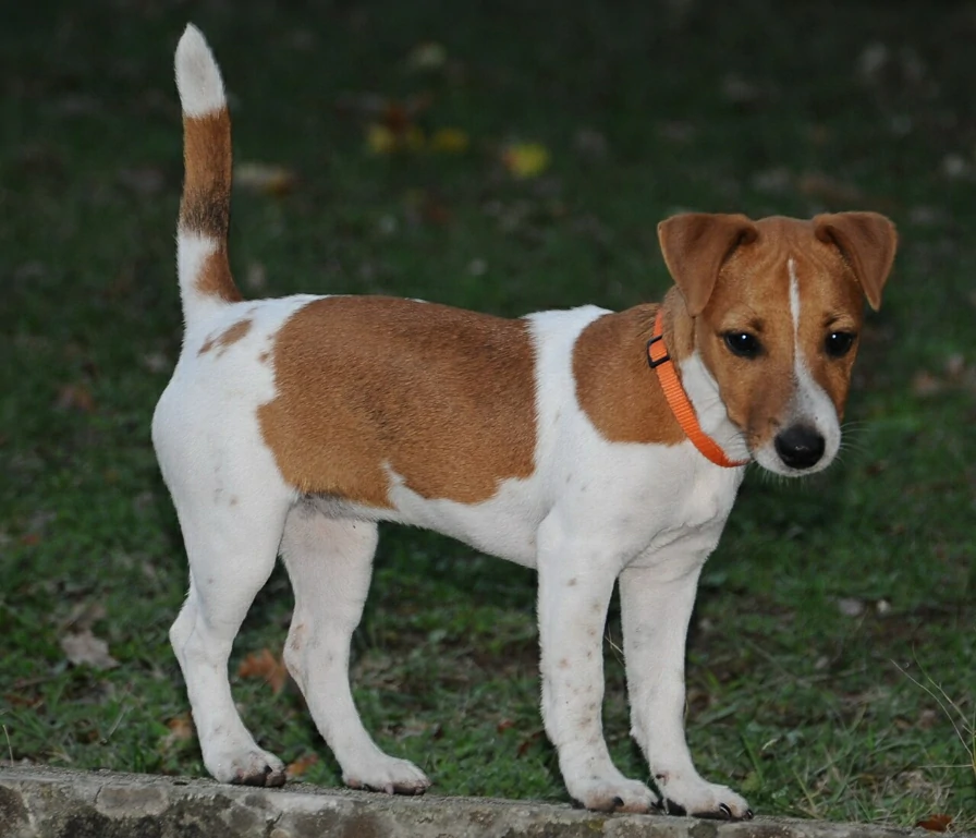 Jack Russell on green grass