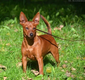 Miniature pinscher on green grass