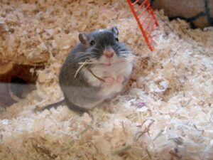 Pet Gerbil on soft bedding