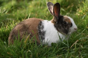 Rabbit eating grass