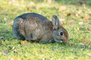 Rabbit eating grass in the sunlight