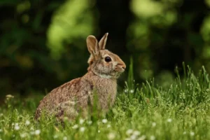 Rabbit sitting in short grass