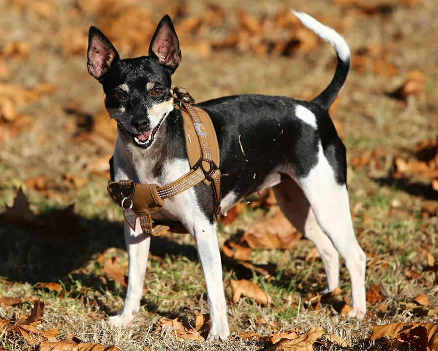 Rat Terrier outdoors