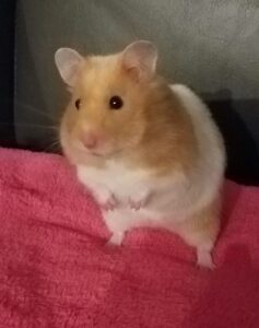 Syrian hamster on a red blanket