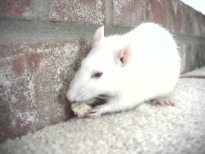 Albino rat on the ground next to a wall