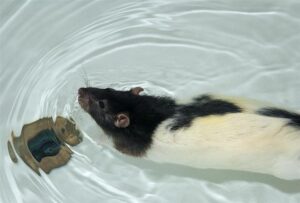 Fancy rat swimming in a bath tub
