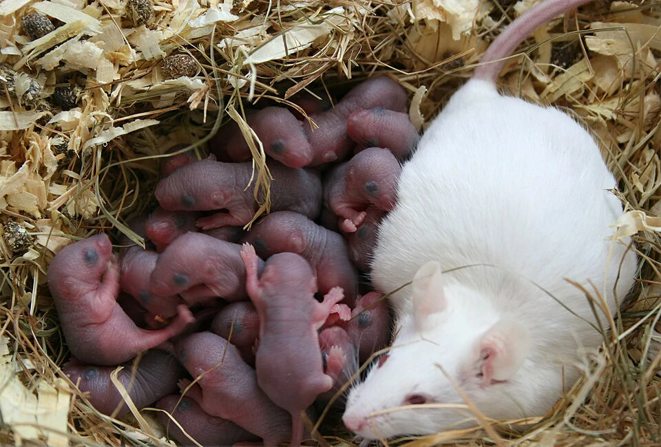 Female albino rat with her litter