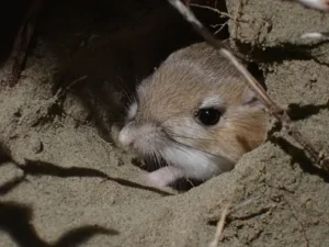 Kangaroo Rat with its head peaking out of burrow