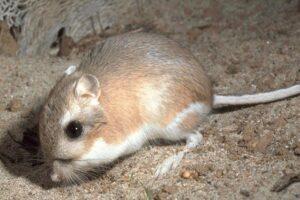 Kangaroo-rat on brown dry soil
