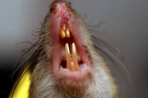 Rat with open mouth showing four overgrown yellow incisors