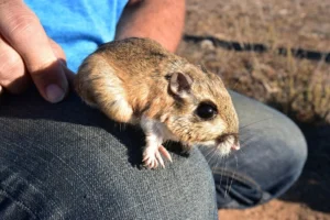 Stephens kangaroo rat on a mans lap