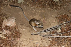 Stephens kangaroo rat on the ground next to dry vegetation