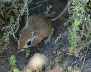 Tipton Kangaroo Rat in shrubs on dry ground