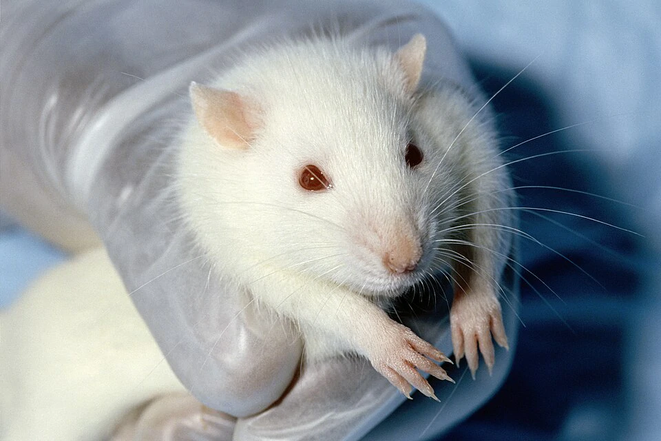 Wistar rat with red eyes, being held up to the camera