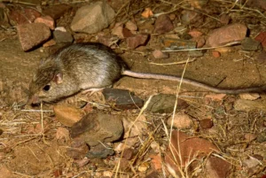 kangaroo rat on dry rocky ground