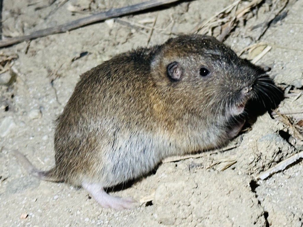 Botta's Pocket Gopher on dry ground