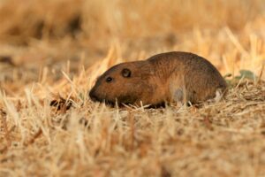 Botta's Pocket Gopher on ground with dry grass