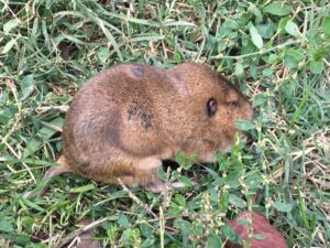 Botta's pocket gopher on the ground 1