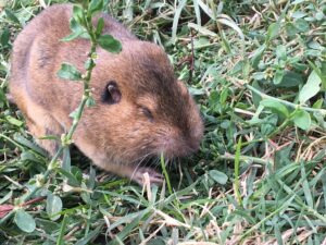 Botta's pocket gopher on the ground