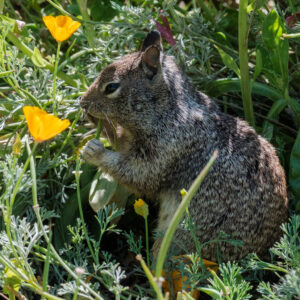 California Ground Squirrel in green vegation