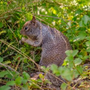 California Ground Squirrel in green vegetation on the ground