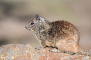 California Ground Squirrel on a rock