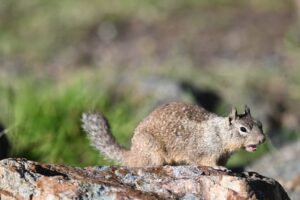 California Ground Squirrel on a rock with an open mouth