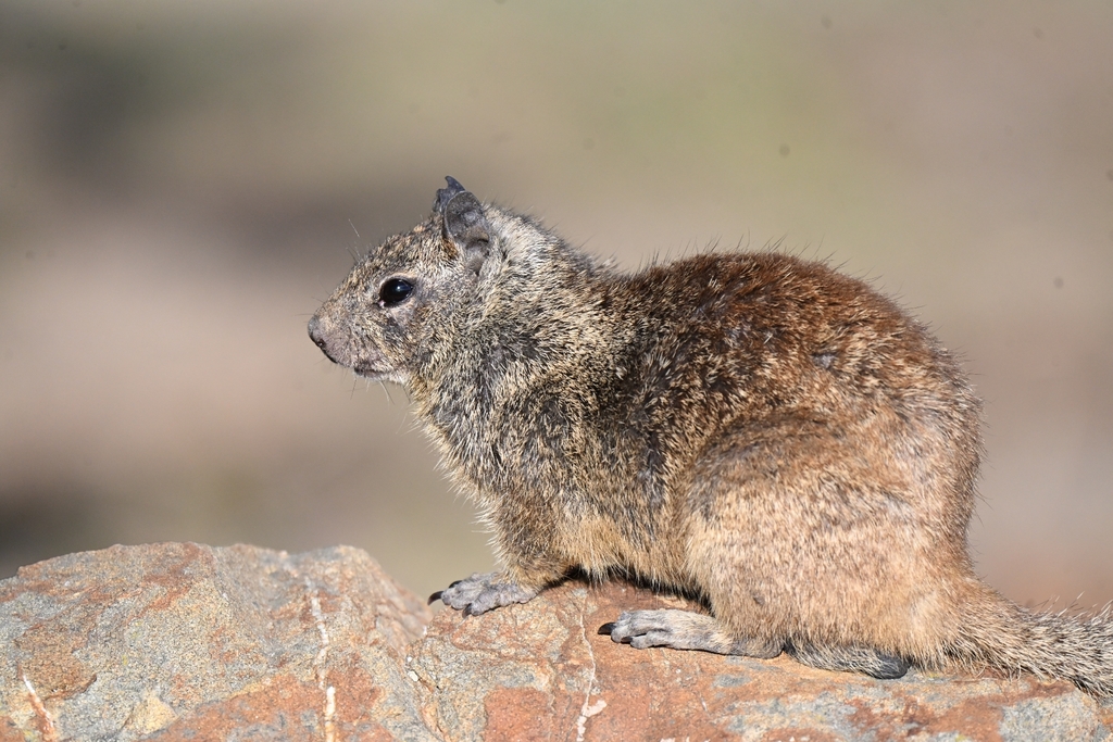 California Ground Squirrel on a rock