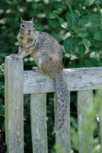 California Ground Squirrel on a wooden fence