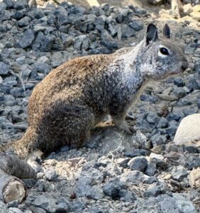 California Ground Squirrel on rocks on the ground