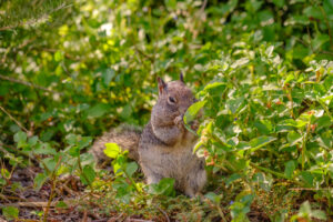 California Ground Squirrel on the ground eating green leaves