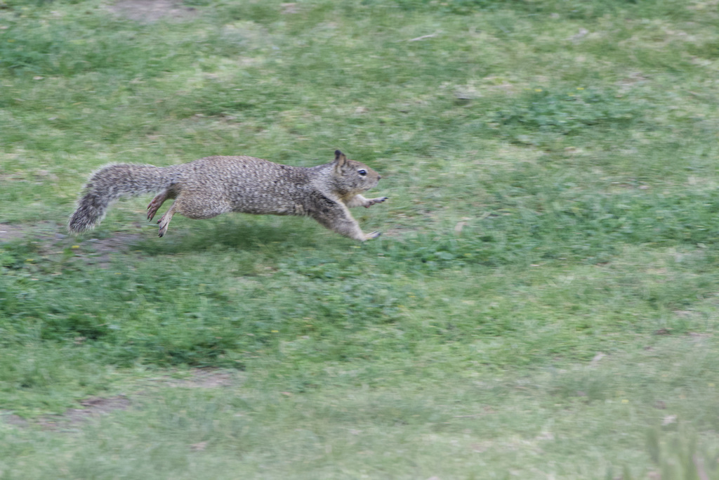 California Ground Squirrel running on the ground