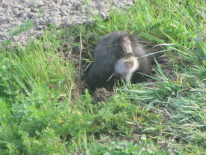 Camas Pocket Gopher peeking out of its burrow