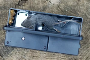 Dead mouse in a rat trap box