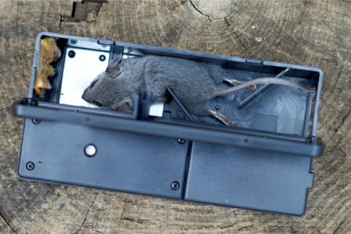 Dead mouse in a rat trap box