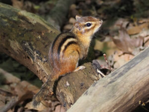 Eastern Chipmunk on a decaying log