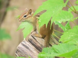 Eastern Chipmunk on a dry log