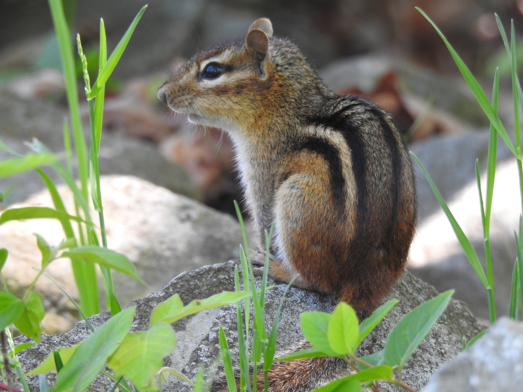 Eastern Chipmunk on a rock among vegetation