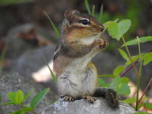 Eastern Chipmunk on a rock eating an acorn