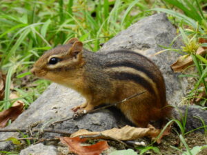 Eastern Chipmunk on a rock next to grass