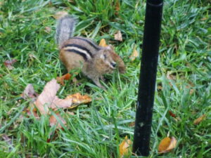 Eastern Chipmunk on grass in the backyard