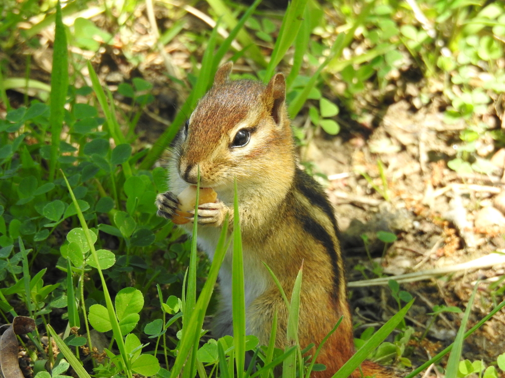 Eastern Chipmunk on ground with green grass