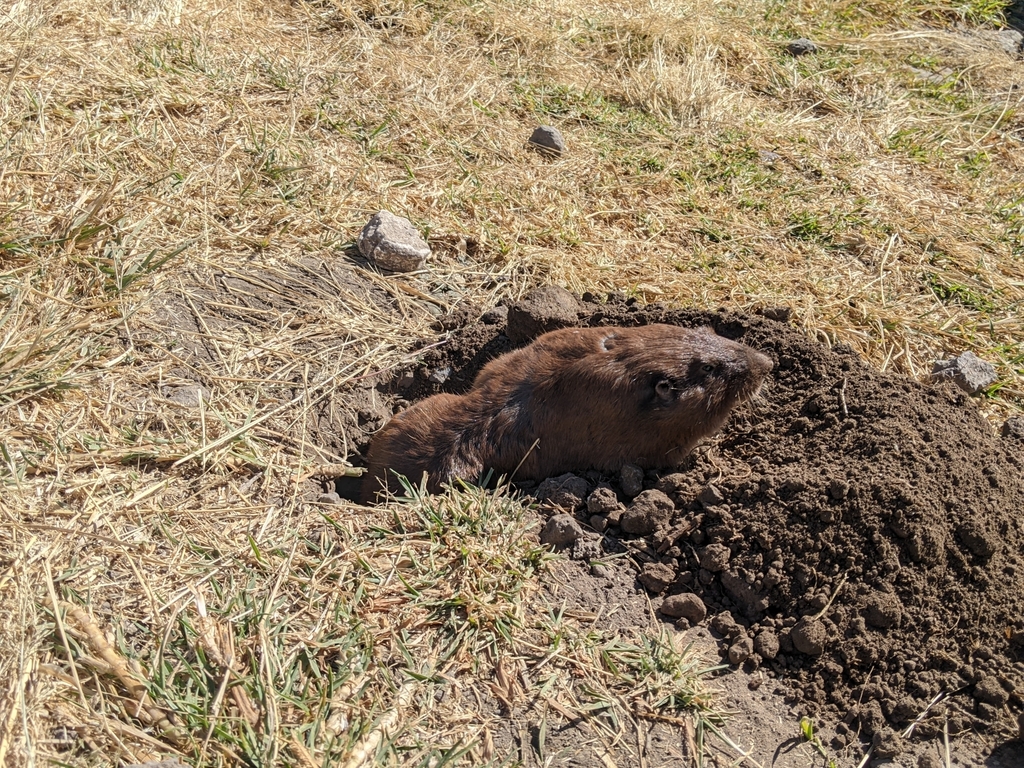 Fulvous Pocket Gopher digging up the surface of the ground