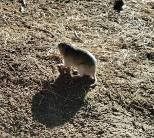 Fulvous Pocket Gopher walking above ground