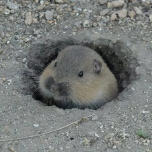 Fulvous Pocket Gopher with its head pocking out of its burrow